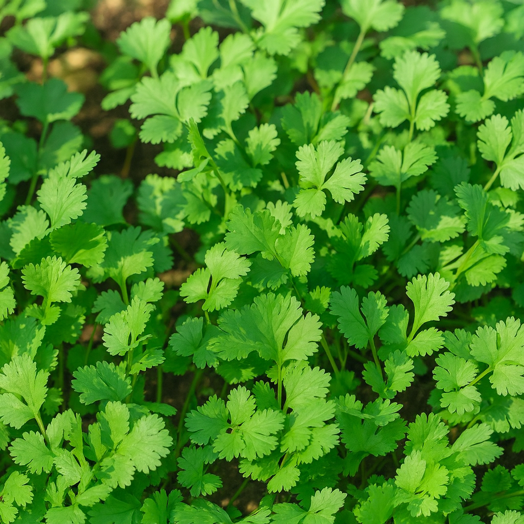 Coriander prepared for commercial supply