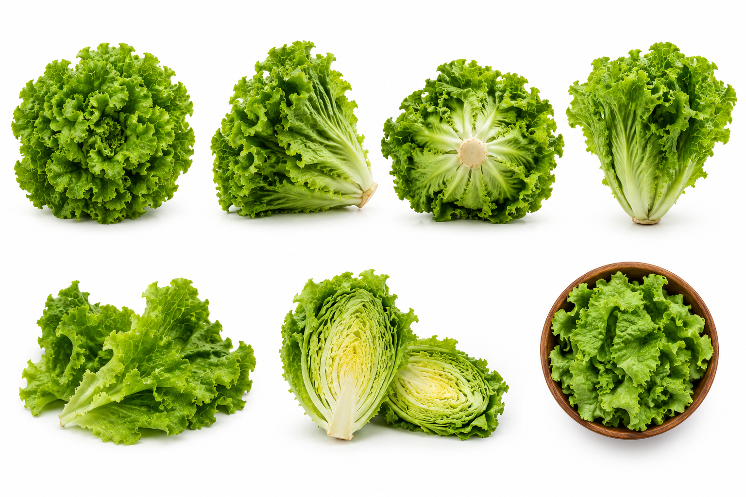 Green Lettuce prepared for commercial supply