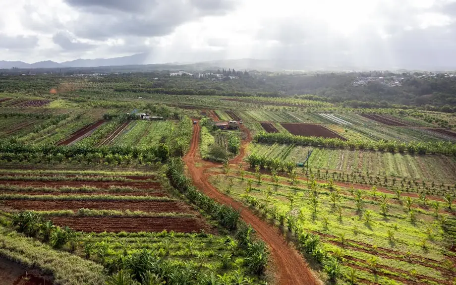 Aerial view of terraced farm fields